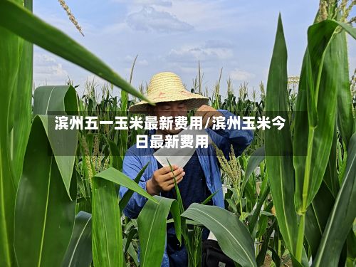 滨州五一玉米最新费用/滨州玉米今日最新费用-第2张图片