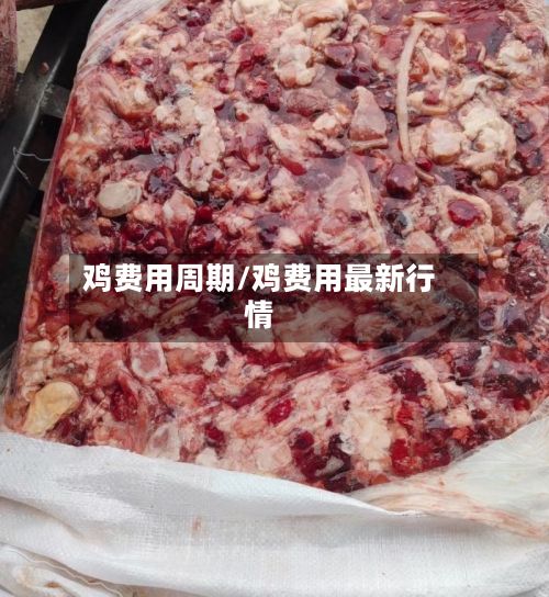 鸡费用周期/鸡费用最新行情