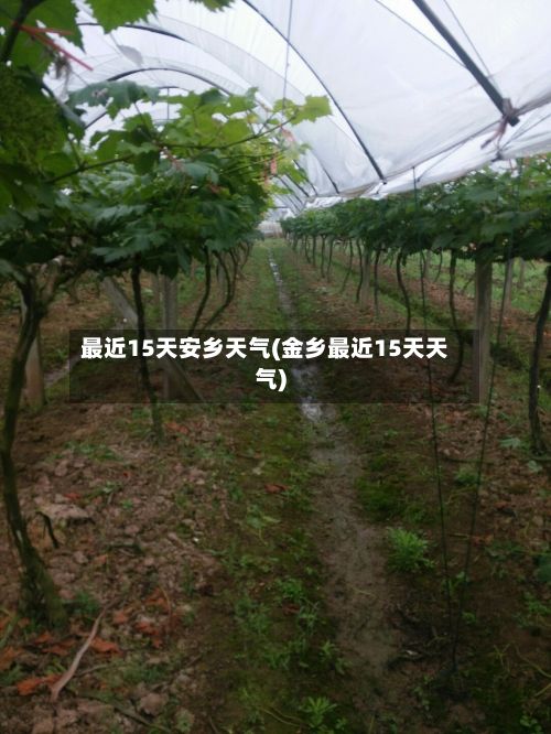 最近15天安乡天气(金乡最近15天天气)-第3张图片