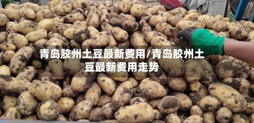 青岛胶州土豆最新费用/青岛胶州土豆最新费用走势