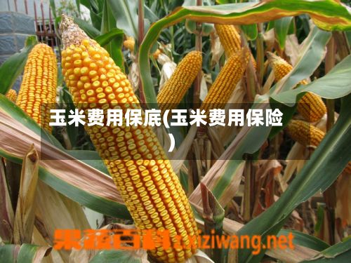 玉米费用保底(玉米费用保险)-第2张图片
