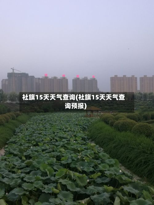 社旗15天天气查询(社旗15天天气查询预报)