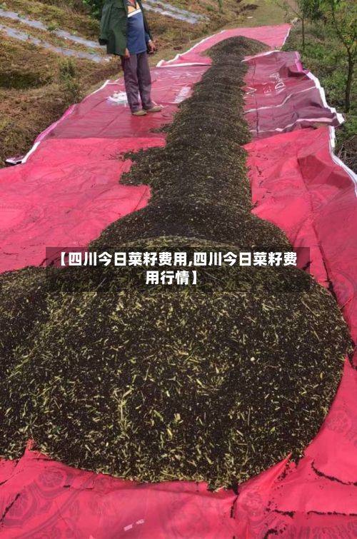 【四川今日菜籽费用,四川今日菜籽费用行情】-第2张图片