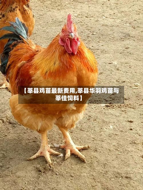 【莘县鸡苗最新费用,莘县华羽鸡苗与莘佳饲料】