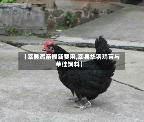 【莘县鸡苗最新费用,莘县华羽鸡苗与莘佳饲料】-第2张图片
