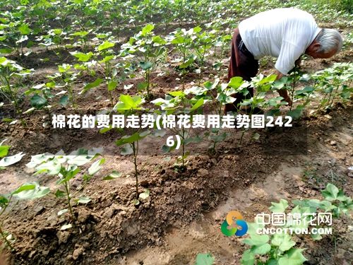 棉花的费用走势(棉花费用走势图2426)-第3张图片