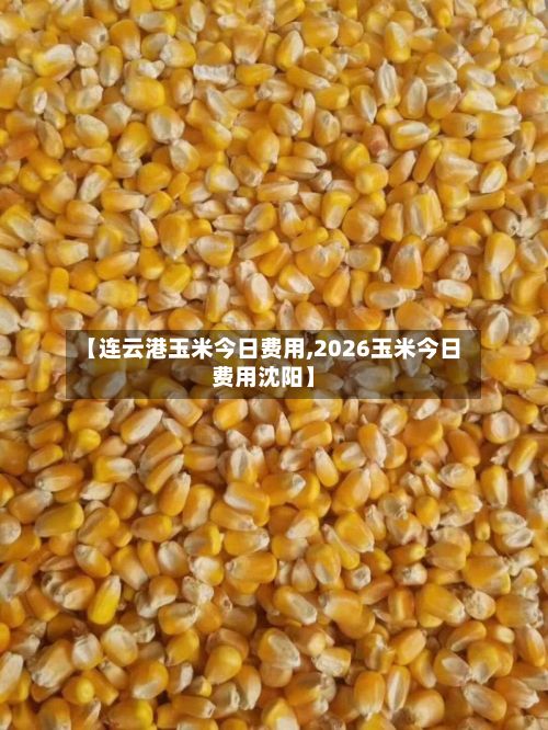 【连云港玉米今日费用,2026玉米今日费用沈阳】-第3张图片