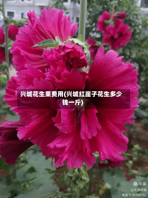 兴城花生果费用(兴城红崖子花生多少钱一斤)-第3张图片