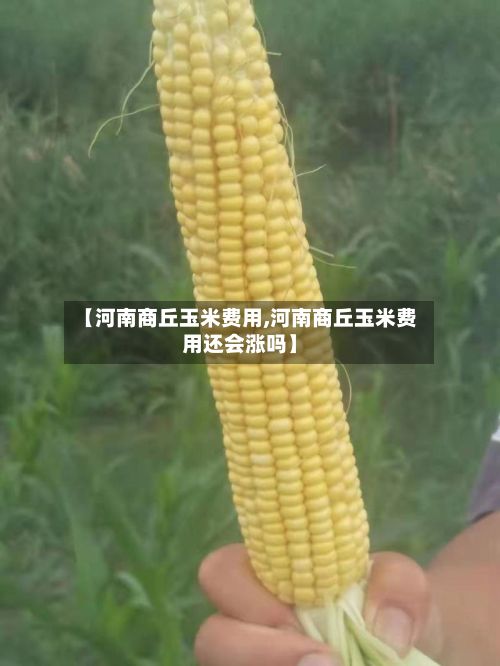 【河南商丘玉米费用,河南商丘玉米费用还会涨吗】-第2张图片
