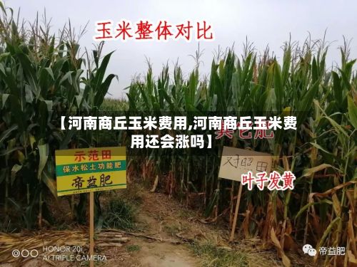 【河南商丘玉米费用,河南商丘玉米费用还会涨吗】-第3张图片