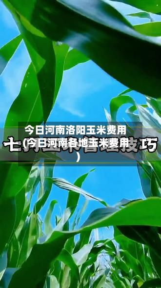 今日河南洛阳玉米费用(今日河南各地玉米费用)