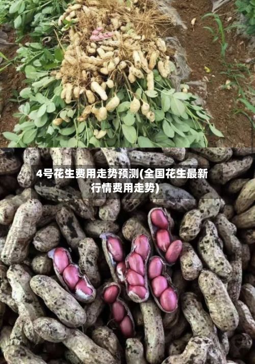 4号花生费用走势预测(全国花生最新行情费用走势)-第2张图片