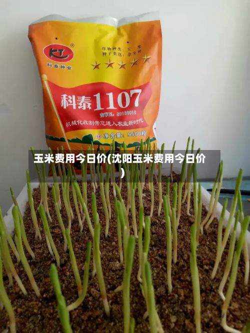 玉米费用今日价(沈阳玉米费用今日价)