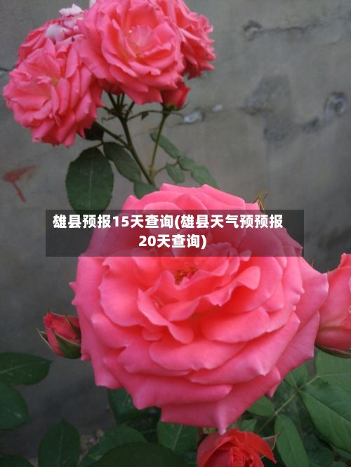 雄县预报15天查询(雄县天气预预报20天查询)-第2张图片