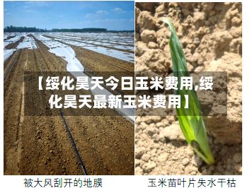 【绥化昊天今日玉米费用,绥化昊天最新玉米费用】