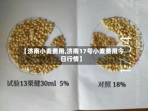 【济南小麦费用,济南17号小麦费用今日行情】