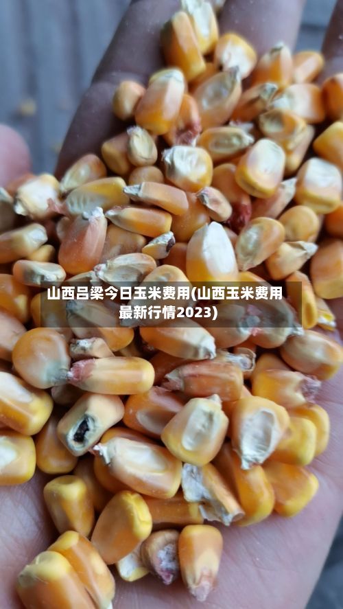 山西吕梁今日玉米费用(山西玉米费用最新行情2023)-第2张图片