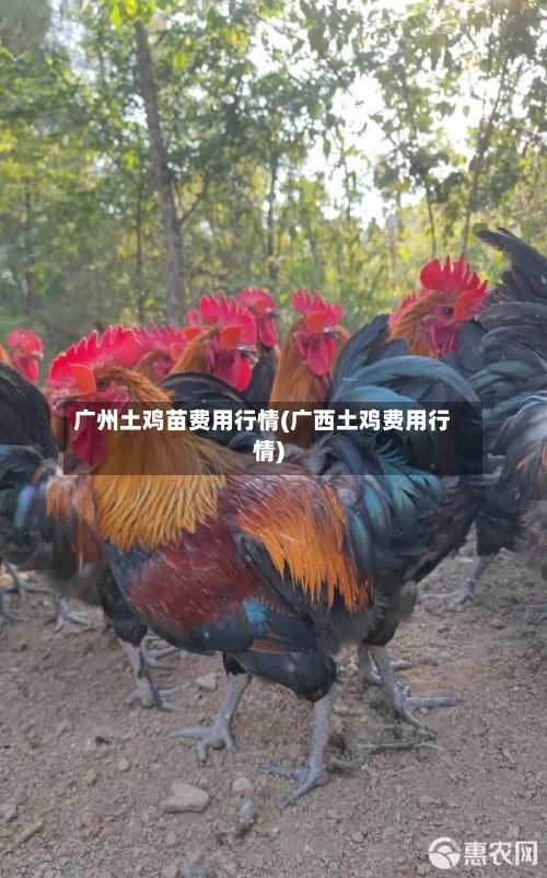 广州土鸡苗费用行情(广西土鸡费用行情)-第3张图片