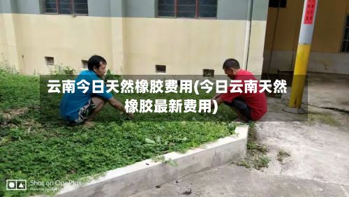云南今日天然橡胶费用(今日云南天然橡胶最新费用)