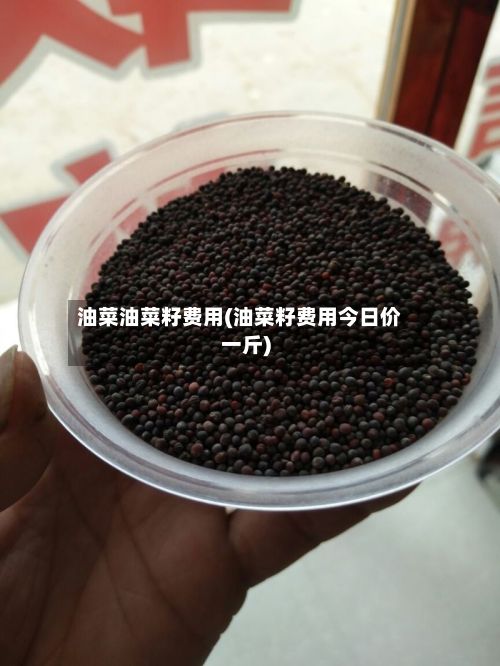 油菜油菜籽费用(油菜籽费用今日价一斤)