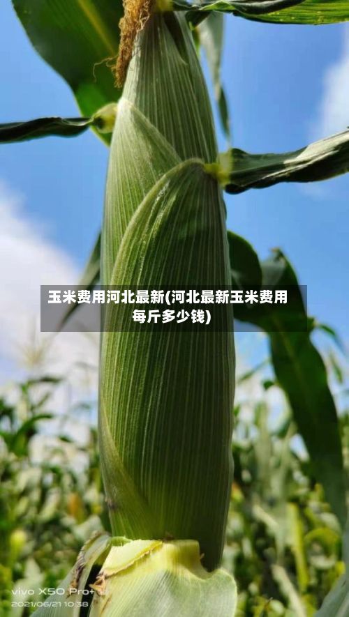 玉米费用河北最新(河北最新玉米费用每斤多少钱)