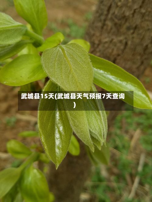 武城县15天(武城县天气预报7天查询)-第2张图片