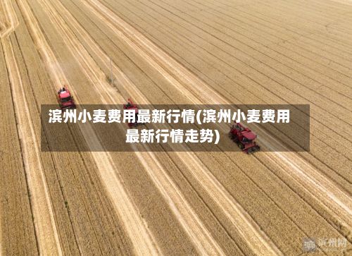 滨州小麦费用最新行情(滨州小麦费用最新行情走势)